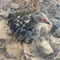 ۳ عدد مرغ محلی