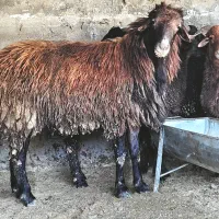 گوسفند پرورش نر تخمی|حیوانات مزرعه|بابل, |دیوار