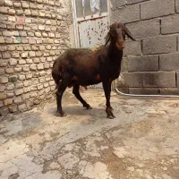 بره قوچ قرمز قزل