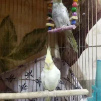 عروس هلندی|پرنده|قیدار, |دیوار