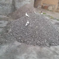 کبوتر