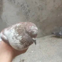 کفتر