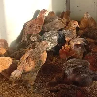 جوجه لهمن تخم گذار دوماهه