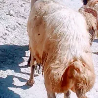 قوچ افشاری سفید