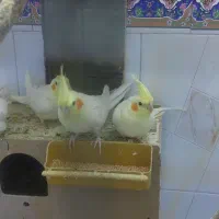 عروس هلندی|پرنده|اهواز, کوی فرهنگیان ۲|دیوار
