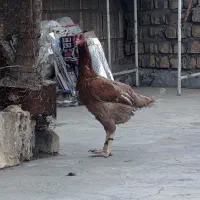 1 عدد خروس و 2 عدد مرغ لاری اصیل