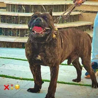 واگذاری کن کورسو