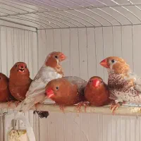 فروش فنچ زبرا فول اورنج