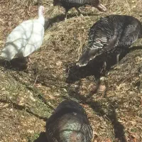 محلی و گلین و بوقلمون