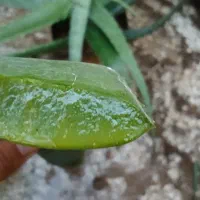 آلوئه ورا|گل و گیاه طبیعی|کاشان, فاز ۲ ناجی آباد|دیوار