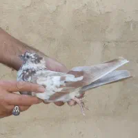 کفتر پرشی|پرنده|ری, سیزده آبان|دیوار