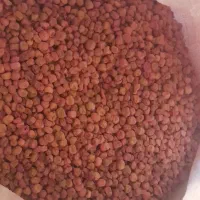 بذرنخود‌فرهنگی پفکی