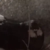 کبوتر ماده