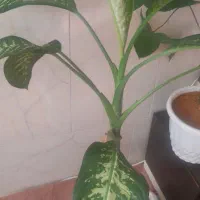 گل دیفن|گل و گیاه طبیعی|بلبان آباد, |دیوار