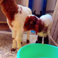 بره نر عربی دو عدد نر وماده|حیوانات مزرعه|اهواز, منازل کارون|دیوار