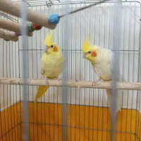 دو جفت عروس هلندی