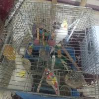 عروس هلندی