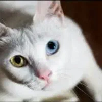 گربه نژادKhao manee(معاوضه باپرشین،اسکاتیش،بریتیش)