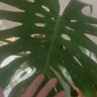 گیاه طبیعی خاص کاکسیونی مانسترا،زاموفیلیاشرابی..