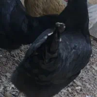سه عدد مرغ سیاه کاکلی جوان سالم و سرحال