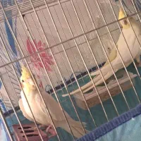 عروس هلندی مولد معاوضه با سهره|پرنده|شیراز, تل حسین‌آباد|دیوار