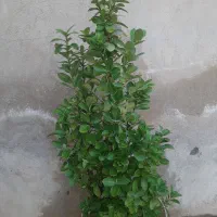 شمشاد|گل و گیاه طبیعی|شیراز, دارالرحمه|دیوار