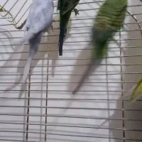 مرغ عشق|پرنده|محمدشهر, زیبادشت|دیوار