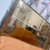 دو عدد تخت یک نفره چوبی در حد نو ۱۳،۵۰۰|تخت و سرویس خواب|نهبندان, |دیوار