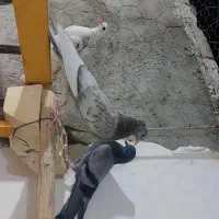 دونه ای ۳۰۰|پرنده|زید آباد, |دیوار