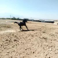 اسب کرد جوان