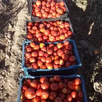 گوجه فرنگی|خوردنی و آشامیدنی|افشار, |دیوار