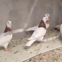 کفتر کبوتر جوجه طوقی