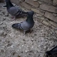 کبوتر|پرنده|اردکان, |دیوار