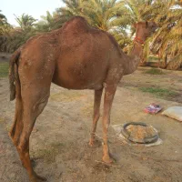 شتر