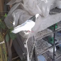 طوقی ۳ عدد|پرنده|ایذه, |دیوار