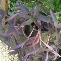 حراجی گل مریم|گل و گیاه طبیعی|سبزوار, توحیدشهر|دیوار