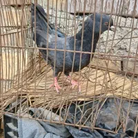 جوجه نر ابادانی