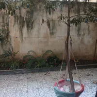 تاب رودری بچه