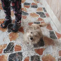 سگ خونگی سالم تمیز ۸ ماهه|سگ|قرچک, پویینک|دیوار