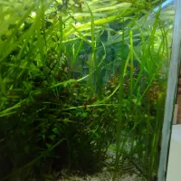 گیاه گندمی آکواریوم