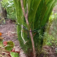 گل سیکاس|گل و گیاه طبیعی|کلاچای, |دیوار