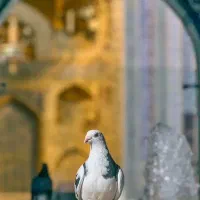 تور مشهد