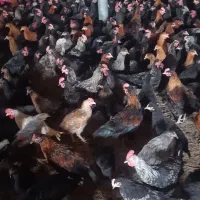 جوجه مرغ و خروس