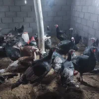 بوقلمون محلی و اورگانیک برا شب چله|حیوانات مزرعه|دهگلان, |دیوار