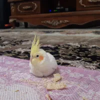 جوجه عروس هلندی گمشده