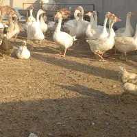 غاز گله ای