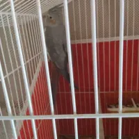 عروس هلندی سینامون|پرنده|شیراز, شهرک صنعتی شیراز|دیوار