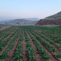 بذر چغندر  رز گلد