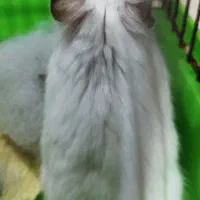 همستر کمپل