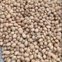 لوبیا ریز پلویی آشی